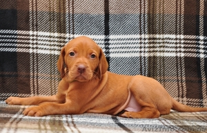 Венгерская выжла щенки для семьи