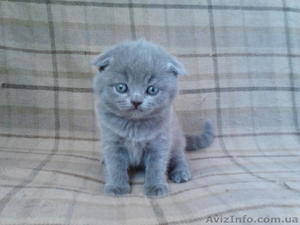 Вислоухий котенок скоттиш-фолд голубой - <ro>Изображение</ro><ru>Изображение</ru> #1, <ru>Объявление</ru> #1056903
