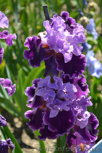 ирисы высокие бородатые зарубежной селекции 