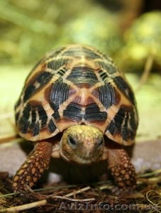 Продам ручных звездчатых черепах размером 10-11 см по панцирю - <ro>Изображение</ro><ru>Изображение</ru> #1, <ru>Объявление</ru> #1067517