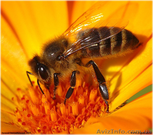 Пчелосемьию Недорого - <ro>Изображение</ro><ru>Изображение</ru> #1, <ru>Объявление</ru> #1079949