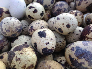 Продам суточных перепелов, перепелиные яйца - <ro>Изображение</ro><ru>Изображение</ru> #2, <ru>Объявление</ru> #1071401