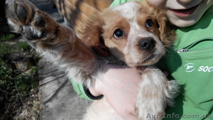 Щенок для охоты