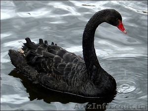Черный и Черношейный лебедь, продам лебедей - <ro>Изображение</ro><ru>Изображение</ru> #2, <ru>Объявление</ru> #1067514