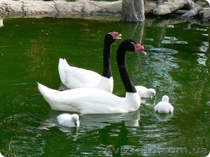 Черный и Черношейный лебедь, продам лебедей - <ro>Изображение</ro><ru>Изображение</ru> #1, <ru>Объявление</ru> #1067514