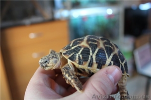 Продам ручных звездчатых черепах размером 10-11 см по панцирю - <ro>Изображение</ro><ru>Изображение</ru> #2, <ru>Объявление</ru> #1067517