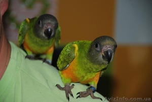 Ручной попугай для разговора Сенегал и Аратинга, продажа - <ro>Изображение</ro><ru>Изображение</ru> #1, <ru>Объявление</ru> #1067531