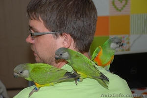 Ручной попугай для разговора Сенегал и Аратинга, продажа - <ro>Изображение</ro><ru>Изображение</ru> #2, <ru>Объявление</ru> #1067531