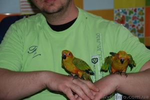 Ручной попугай для разговора Сенегал и Аратинга, продажа - <ro>Изображение</ro><ru>Изображение</ru> #4, <ru>Объявление</ru> #1067531