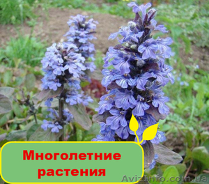 Купить многолетние растения в Greensad - <ro>Изображение</ro><ru>Изображение</ru> #1, <ru>Объявление</ru> #1095834