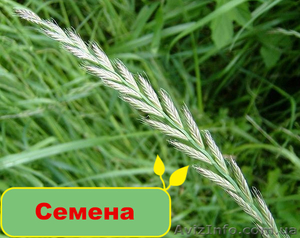 Купить качественные семена в Greensad - <ro>Изображение</ro><ru>Изображение</ru> #1, <ru>Объявление</ru> #1095836