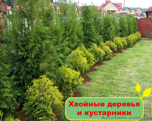 Хвойные деревья и кустарники - <ro>Изображение</ro><ru>Изображение</ru> #1, <ru>Объявление</ru> #1095822