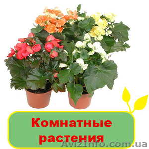 Комнатные растения и цветы - <ro>Изображение</ro><ru>Изображение</ru> #1, <ru>Объявление</ru> #1095846