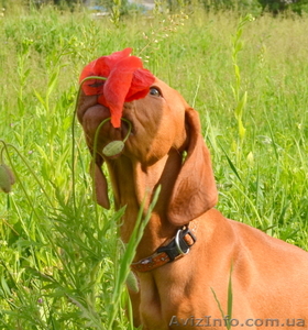 Девочка венгерской легавой(выжлы)