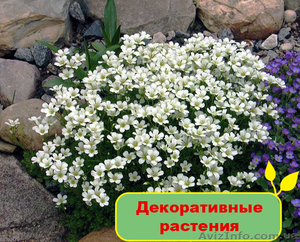 Продам комнатные и уличные декоративные растения - <ro>Изображение</ro><ru>Изображение</ru> #1, <ru>Объявление</ru> #1095824
