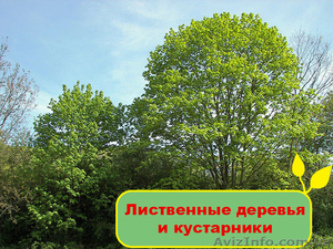 Лиственные деревья и кустарники - <ro>Изображение</ro><ru>Изображение</ru> #1, <ru>Объявление</ru> #1095825