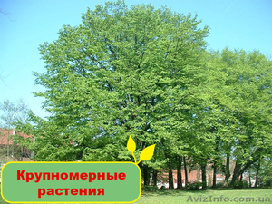 Крупномерные растения - <ro>Изображение</ro><ru>Изображение</ru> #1, <ru>Объявление</ru> #1095827