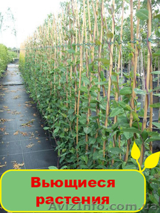 Продам вьющиеся растения - <ro>Изображение</ro><ru>Изображение</ru> #1, <ru>Объявление</ru> #1095830