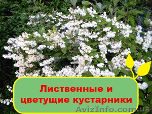 Лиственные и цветущие кустарники - <ro>Изображение</ro><ru>Изображение</ru> #1, <ru>Объявление</ru> #1095832