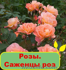 Розы. Саженцы роз - <ro>Изображение</ro><ru>Изображение</ru> #1, <ru>Объявление</ru> #1095833