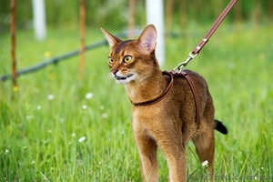Абиссинский кот для вязок - <ro>Изображение</ro><ru>Изображение</ru> #2, <ru>Объявление</ru> #824717