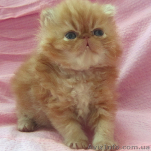 Персидский рыжий котик Боня - <ro>Изображение</ro><ru>Изображение</ru> #1, <ru>Объявление</ru> #1089727