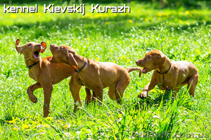 Щенки венгерской легавой(выжла) 