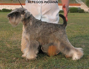 Щенки цвергшннауцера перец с солью