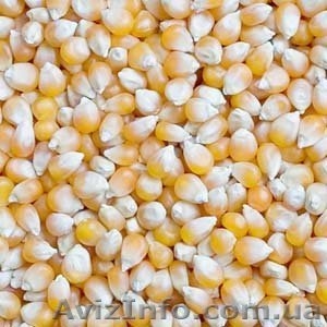 Услуги сушки зерна: кукурузы, сои, подсолнуха, рапса - <ro>Изображение</ro><ru>Изображение</ru> #1, <ru>Объявление</ru> #1113473