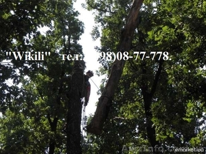 Спил аварийных деревьев - <ro>Изображение</ro><ru>Изображение</ru> #1, <ru>Объявление</ru> #1122222