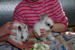Карликовые декоративные кролики - мини , и мини баранчики полностью ручные - <ro>Изображение</ro><ru>Изображение</ru> #3, <ru>Объявление</ru> #1117340