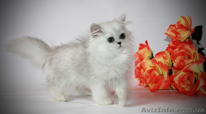 зеленоглазка персидская шиншилла 