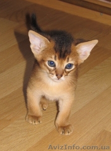 Абиссинский котенок - неповторимость и шик вашего дома - <ro>Изображение</ro><ru>Изображение</ru> #1, <ru>Объявление</ru> #380702