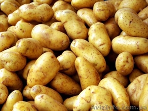Закупаем картофель оптом от 10 тонн. - <ro>Изображение</ro><ru>Изображение</ru> #1, <ru>Объявление</ru> #1138584