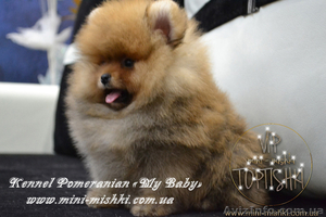 Щенки Карликового померанского шпица VIP-Mini-Mishki Toptishki!!! - <ro>Изображение</ro><ru>Изображение</ru> #1, <ru>Объявление</ru> #1131276