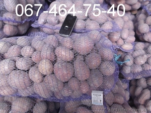 Продам посевной картофель от 5 тонн,  1-ая репродукция,  по доступной цене. Звони