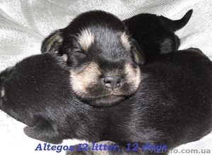 Цвергшнауцер,  щенки чёрносеребристого окраса