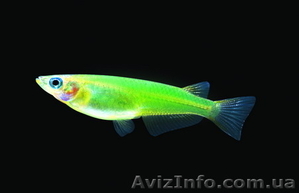 Широкий ассортимент аквариумной рыбы - <ro>Изображение</ro><ru>Изображение</ru> #3, <ru>Объявление</ru> #1145418
