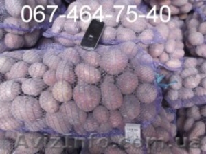 Продам картофель оптом от 10 тонн,  доставка по всей Украине. Звони! 