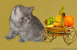 Экзотические котята-экзоты - <ro>Изображение</ro><ru>Изображение</ru> #6, <ru>Объявление</ru> #924583