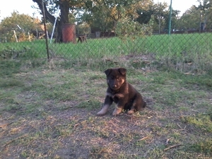 Немецкая овчарка- щенки