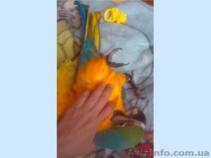 Отдадим попугая Ара в хорошие руки(бесплатно) - <ro>Изображение</ro><ru>Изображение</ru> #1, <ru>Объявление</ru> #1166578