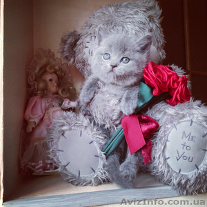 Шотландские кошечки