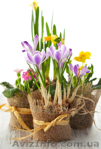 Тюльпаны в горшочках к 8 марта - <ro>Изображение</ro><ru>Изображение</ru> #1, <ru>Объявление</ru> #1209018