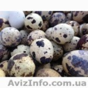 Перепелиные яйца продам недорого - <ro>Изображение</ro><ru>Изображение</ru> #1, <ru>Объявление</ru> #1214478