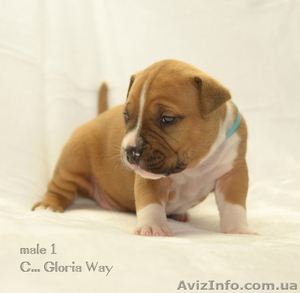 Супер-щенки АСТ