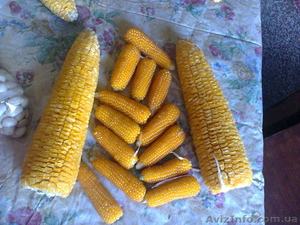 черная кукуруза: инков, ацтеков, черно-фиолетовая, мини, белая, желтая, цветная - <ro>Изображение</ro><ru>Изображение</ru> #4, <ru>Объявление</ru> #1225042