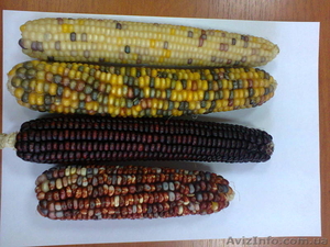 черная кукуруза: инков, ацтеков, черно-фиолетовая, мини, белая, желтая, цветная - <ro>Изображение</ro><ru>Изображение</ru> #3, <ru>Объявление</ru> #1225042