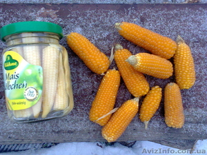 черная кукуруза: инков, ацтеков, черно-фиолетовая, мини, белая, желтая, цветная - <ro>Изображение</ro><ru>Изображение</ru> #5, <ru>Объявление</ru> #1225042