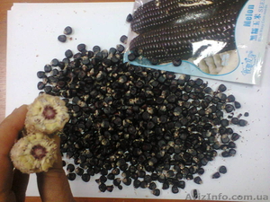 черная кукуруза: инков, ацтеков, черно-фиолетовая, мини, белая, желтая, цветная - <ro>Изображение</ro><ru>Изображение</ru> #6, <ru>Объявление</ru> #1225042